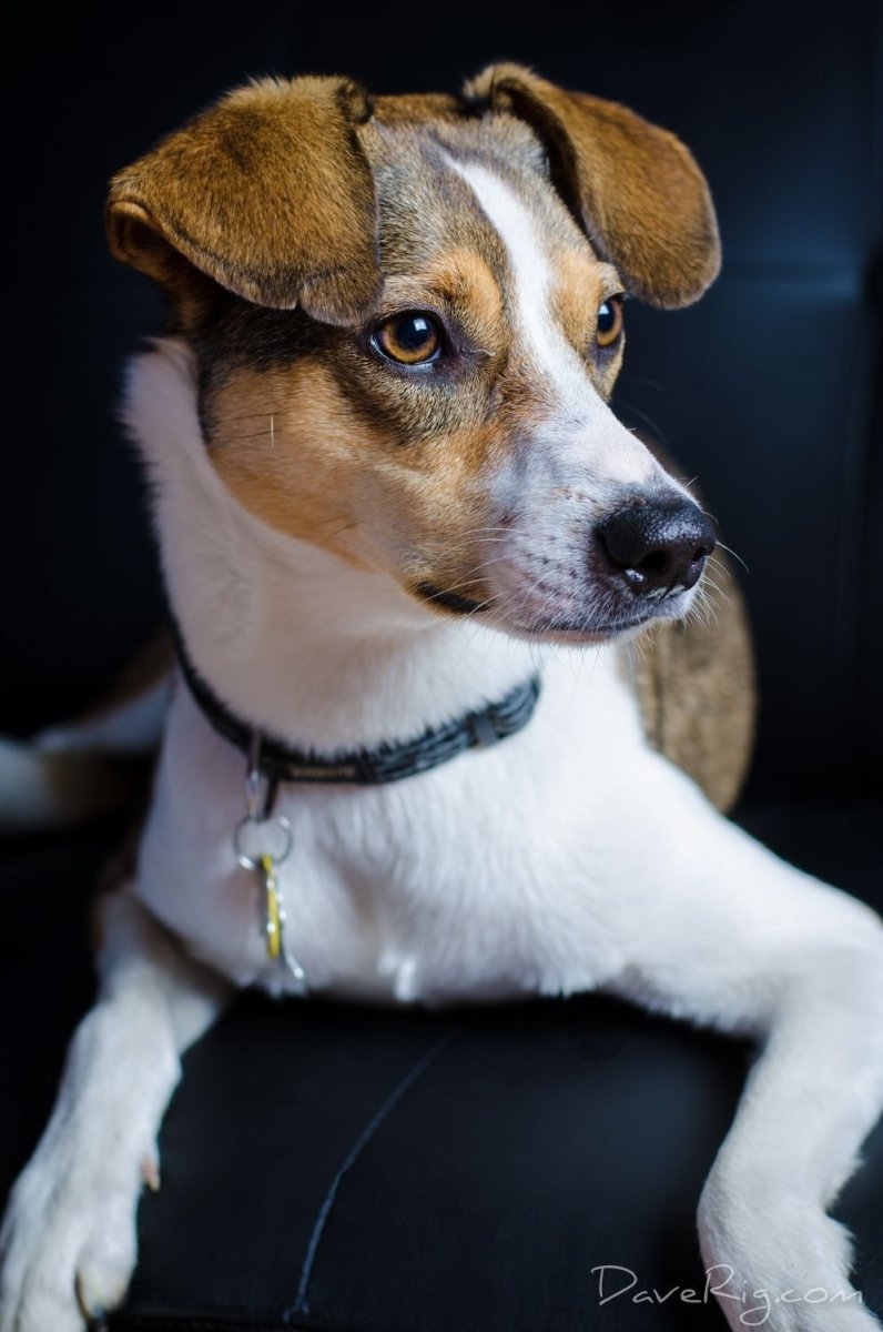 Джек Рассел Бигль корги