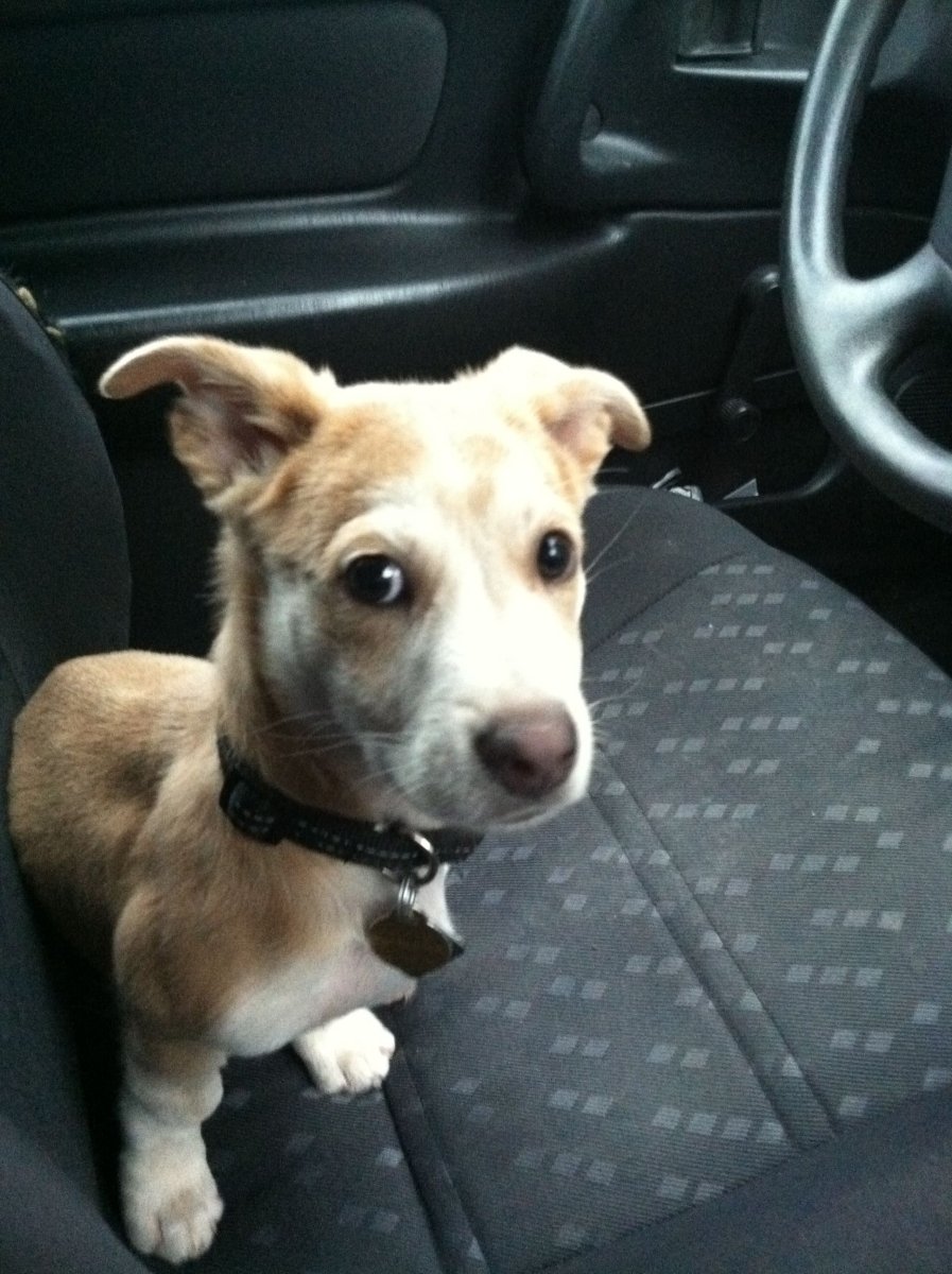 Джек-Рассел-терьер помесь