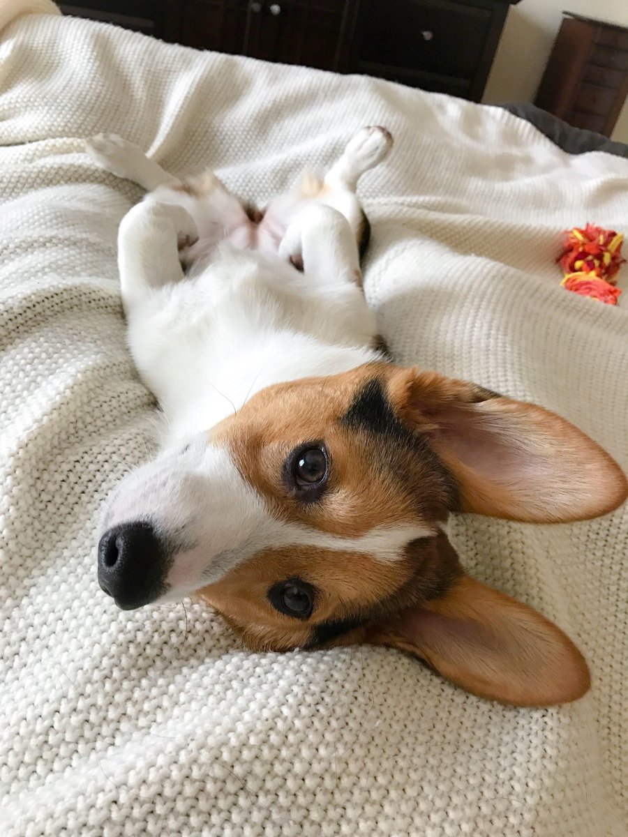 Корги и Джек Рассел