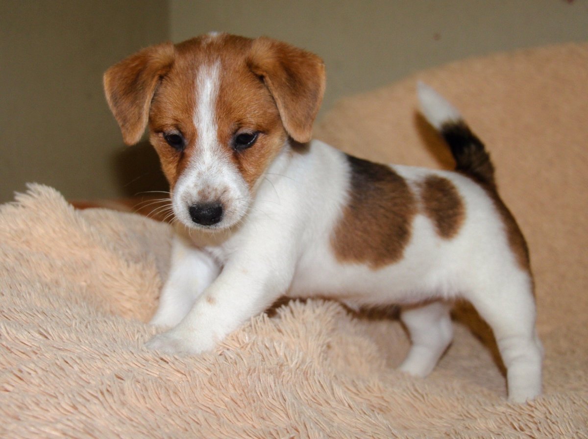 Смесь корги кардиган и Джек Рассел