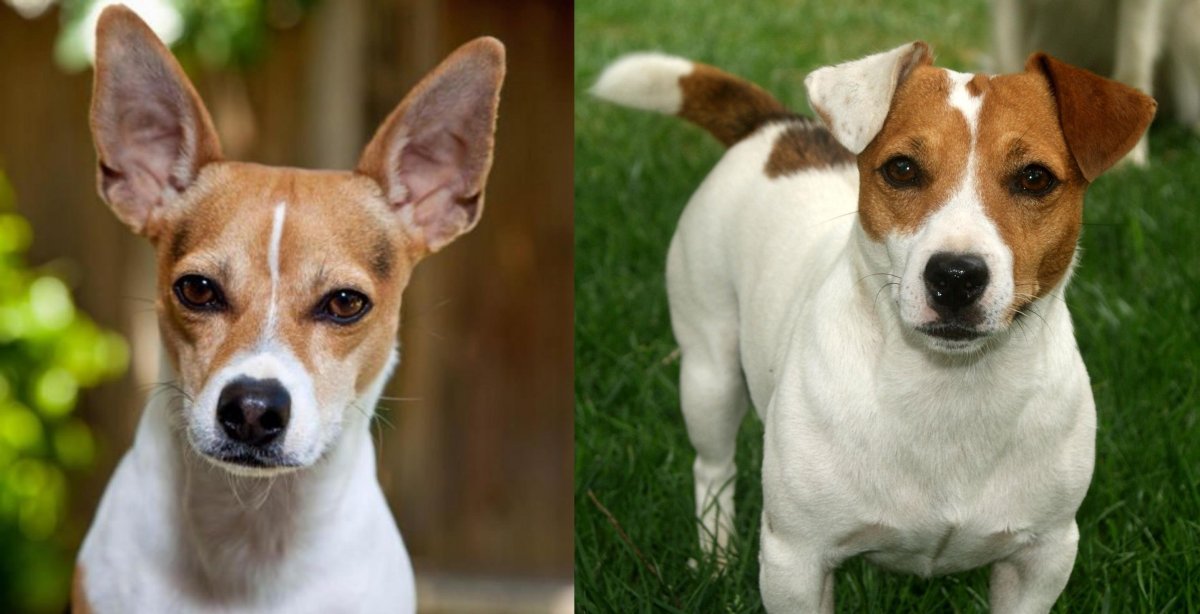 Уэсли - корги и Бигль