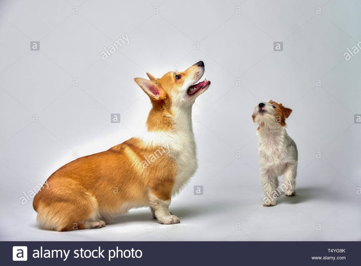 Метис вельш корги