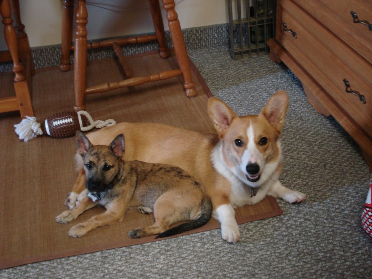 Метис корги и Джек Рассела