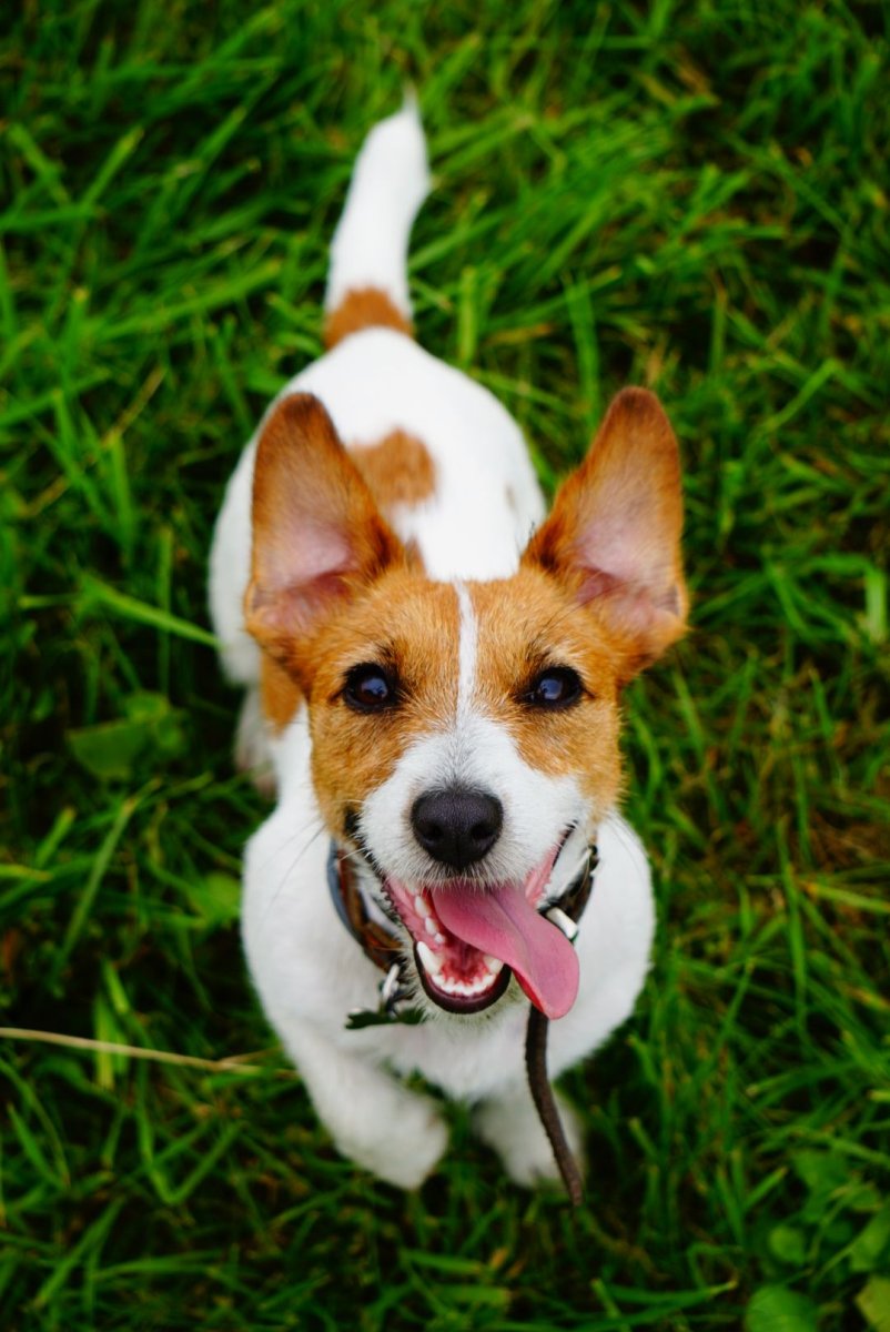 Джек Рассел осень