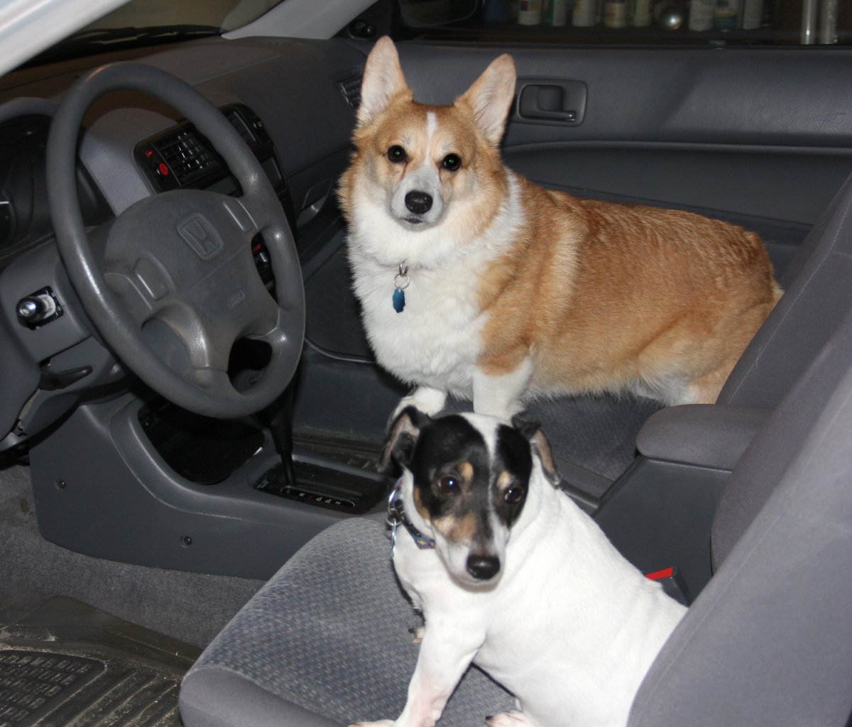 Потерялся Джек Рассел терьер