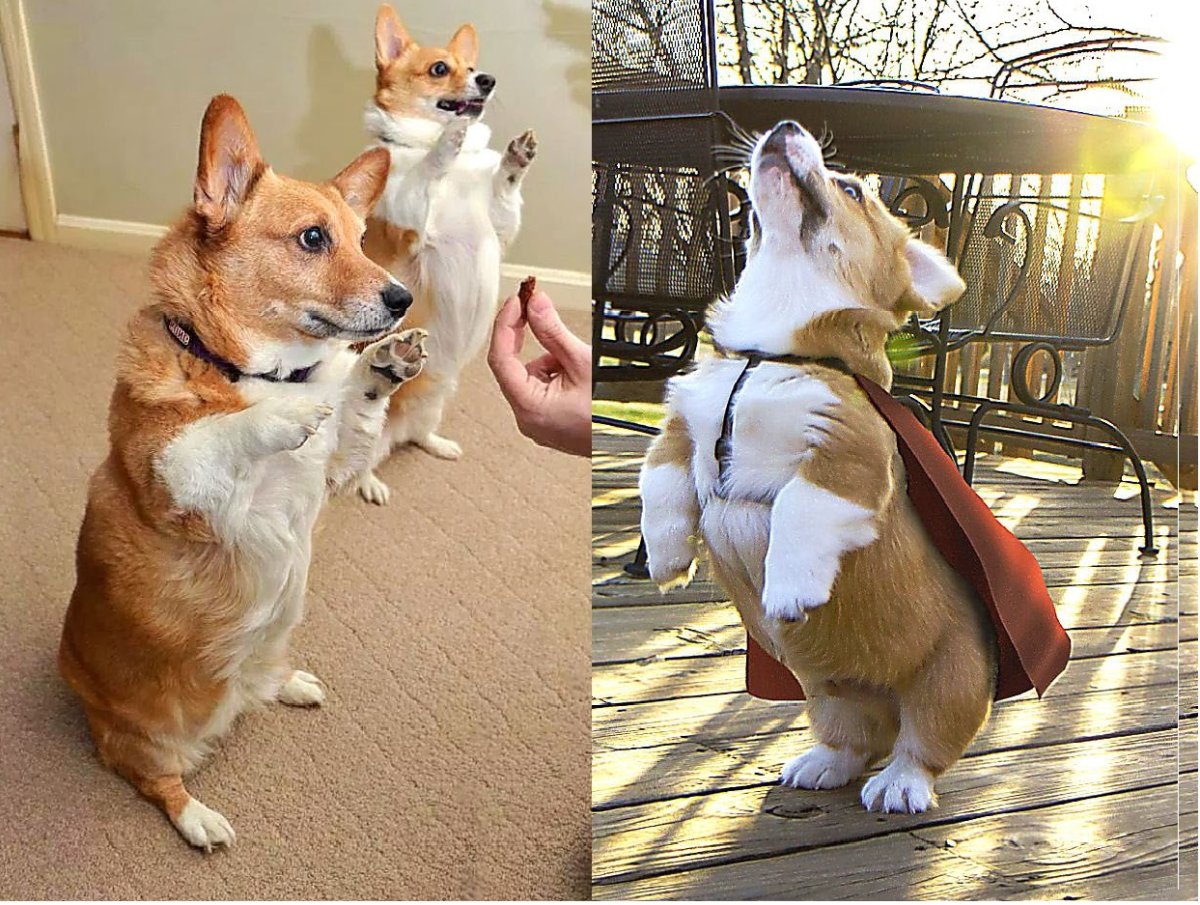 Jack Russell Terrier