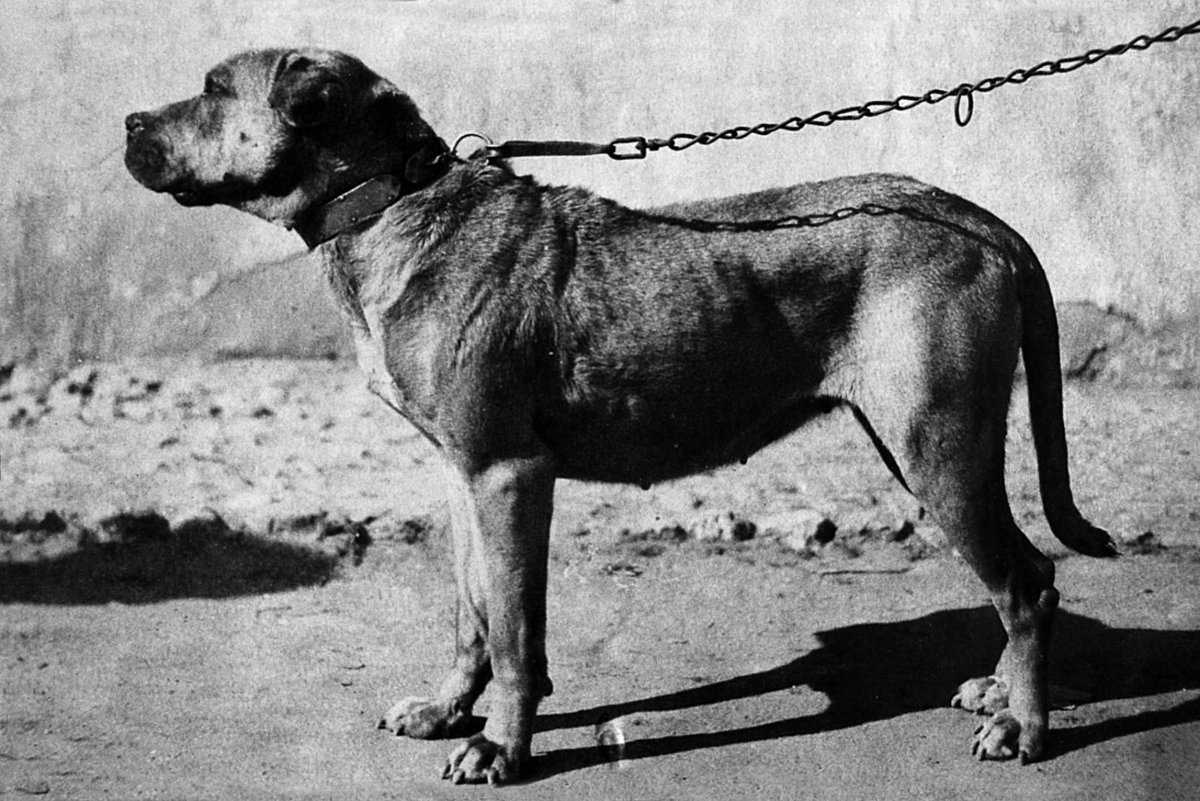 Вымершая порода собак Меделян