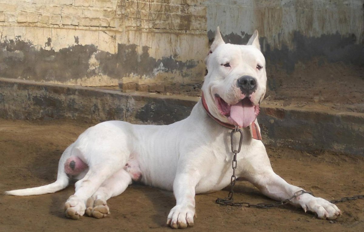 Гуль Донг порода собак