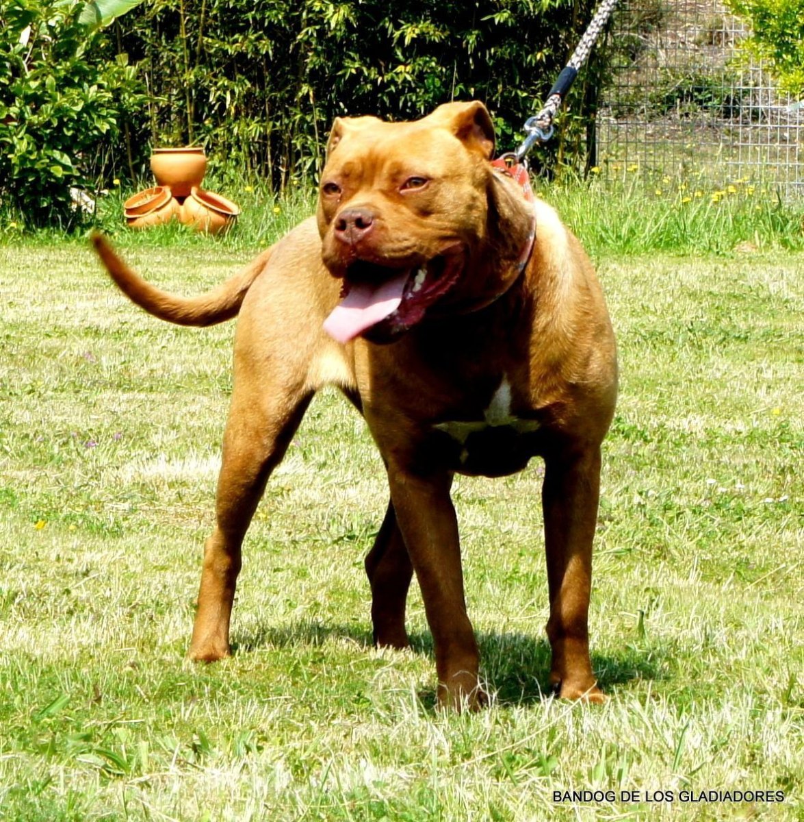 Бандог порода