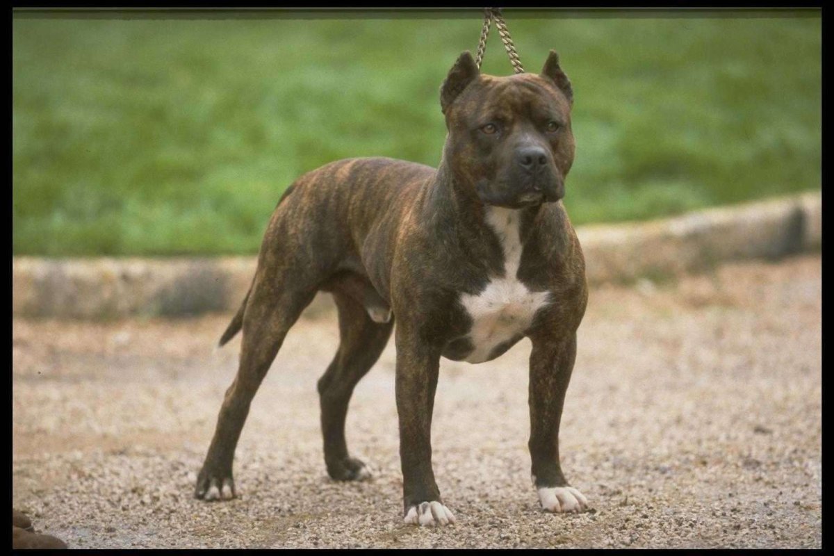 Американский петбультер