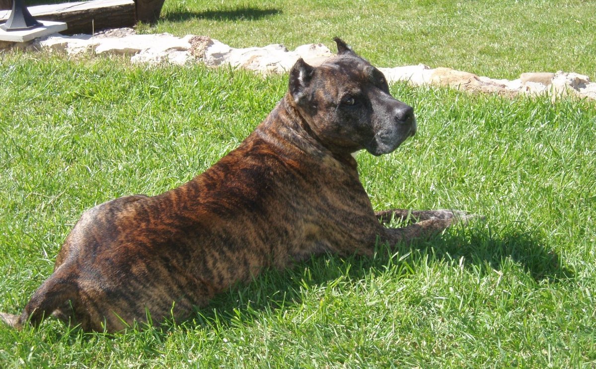 Американский питбультерьер ч