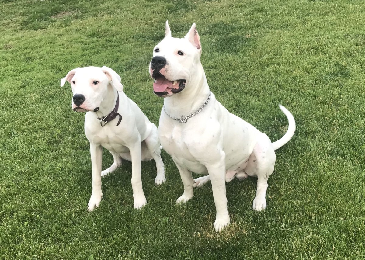 Аргентинский дог и питбуль