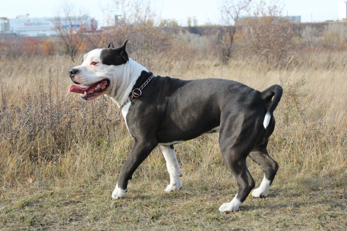 Стаффордширский терьер черный Бостон