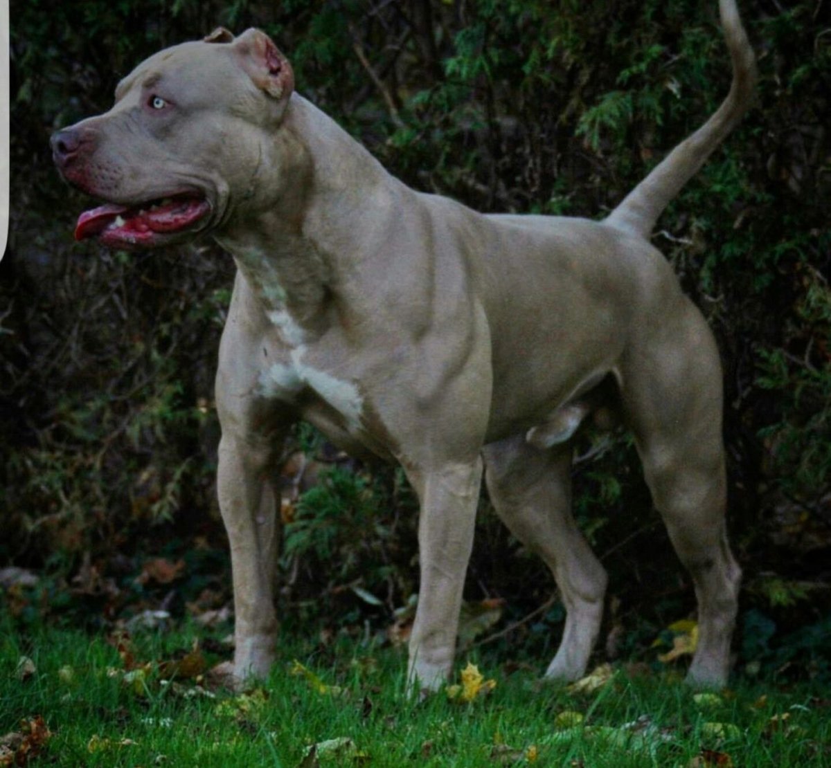 Гладкошерстные бойцовые собаки