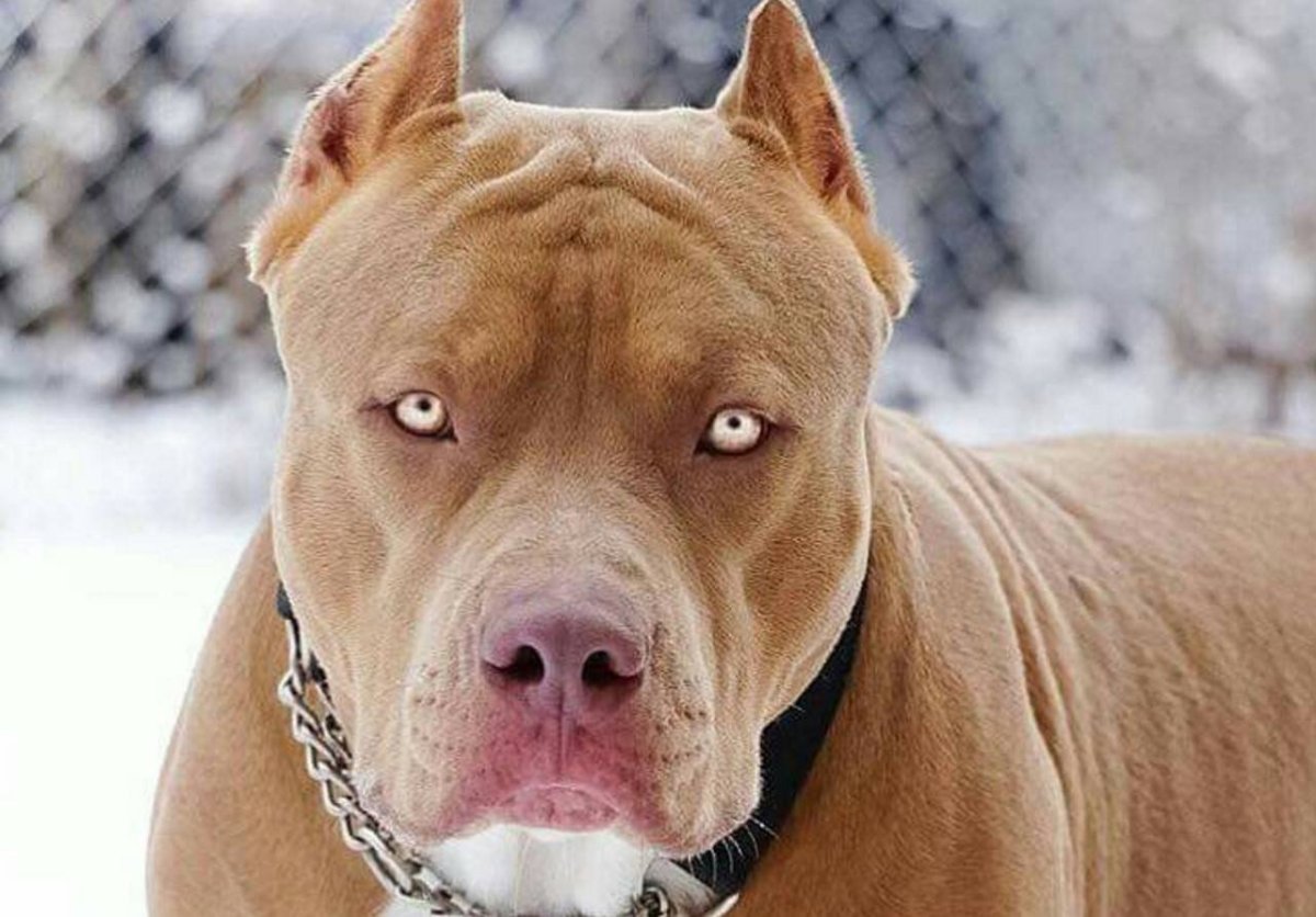 Американский питбультерьер