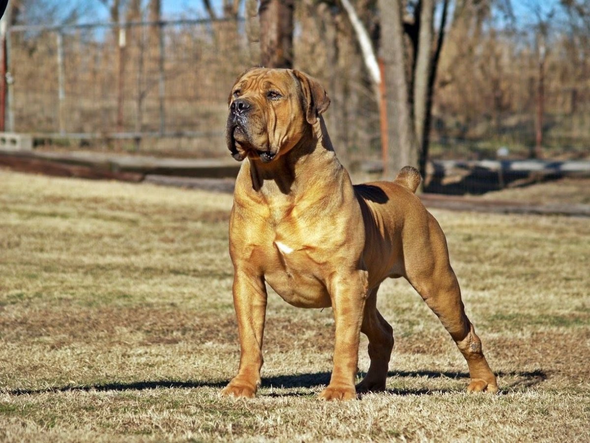 Аргентинский дог против кабана