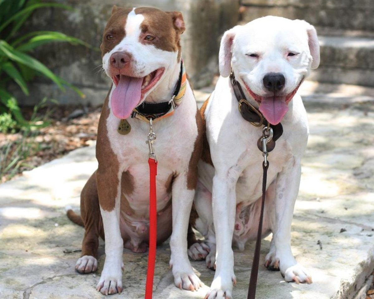 Бойцовский бультерьер