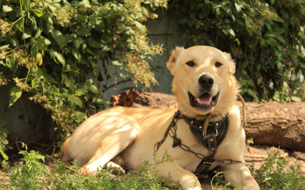 Собака алабай большой