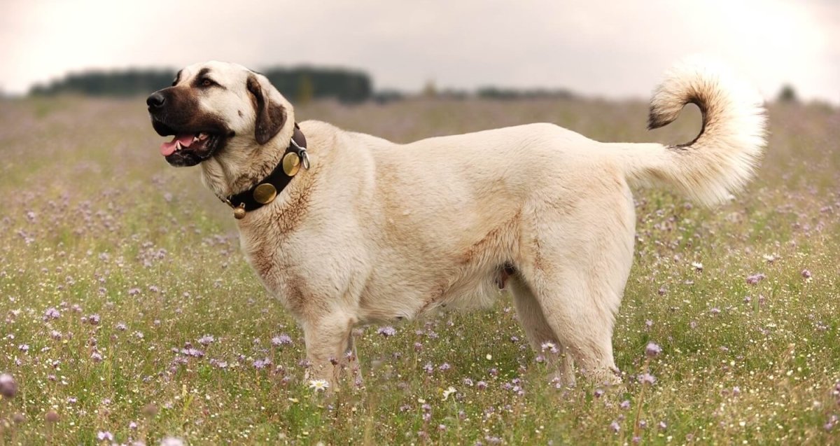 Анатолийская овчарка турецкий кангал
