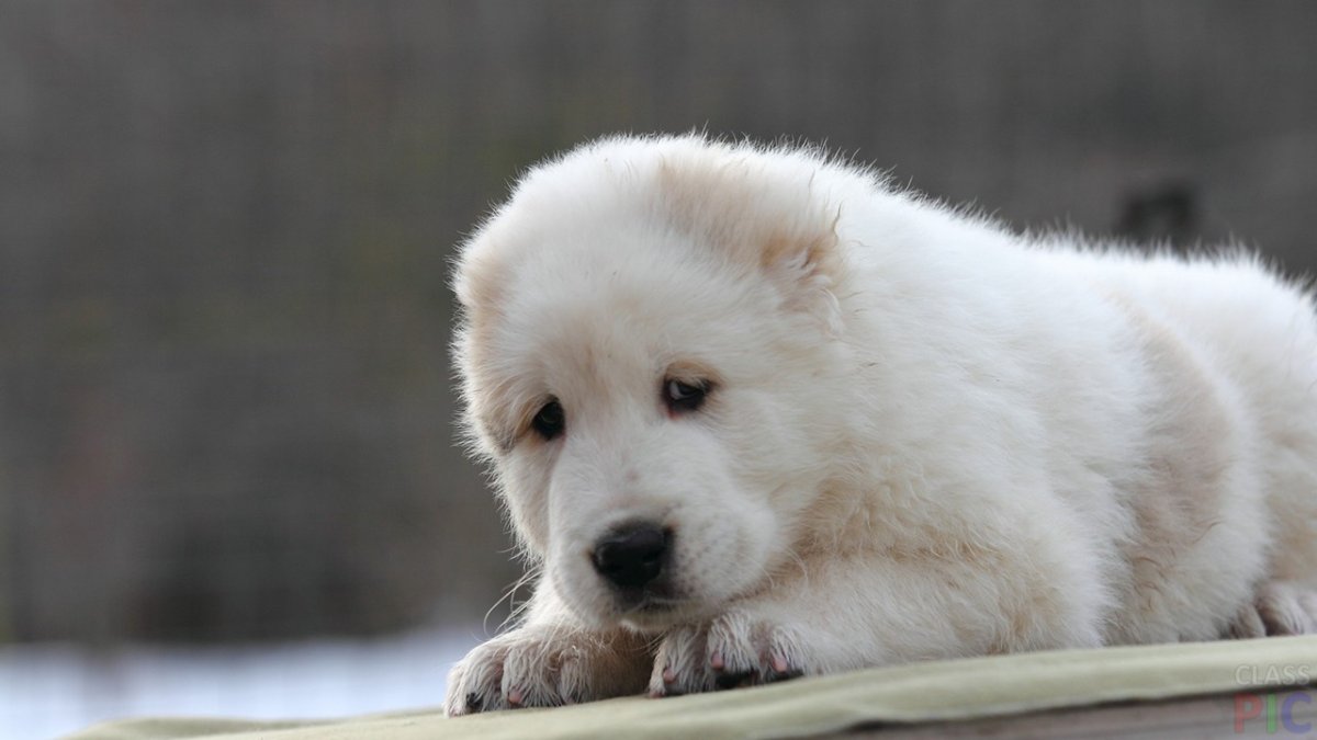 Обои на рабочий стол алабай