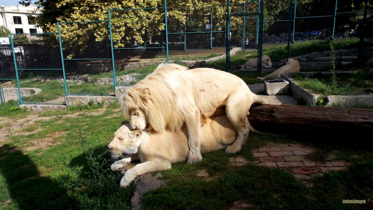 Лев спаривается со львом
