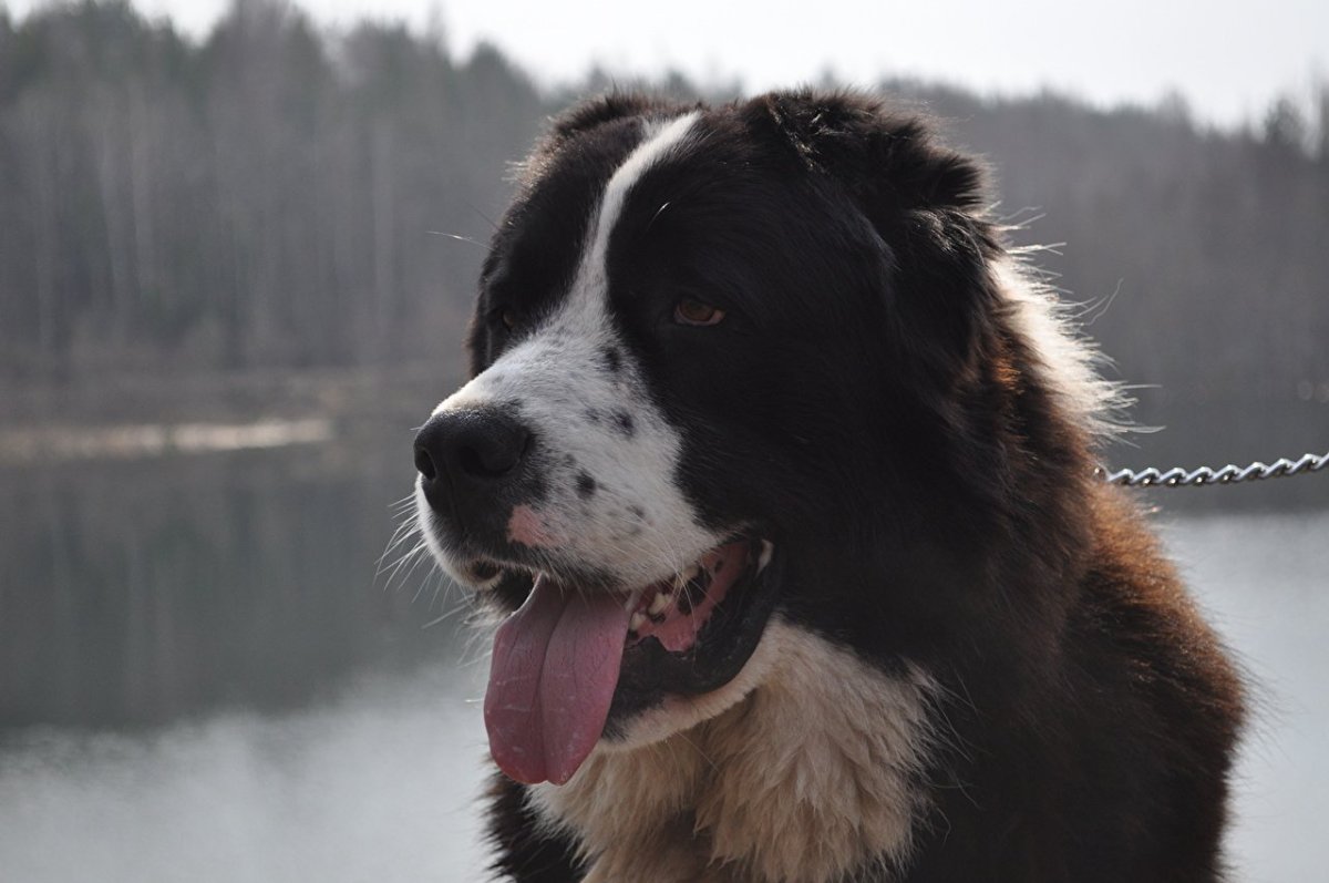 Алабай пятнистый