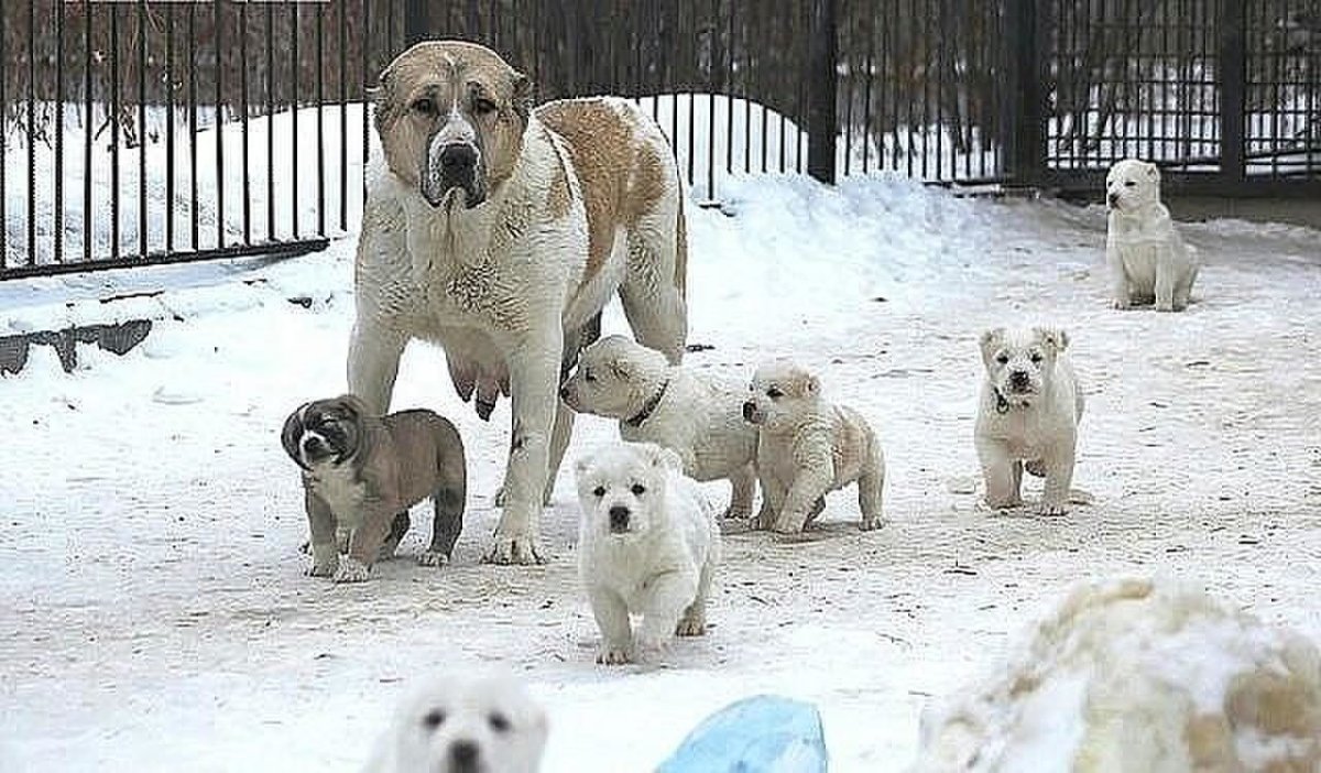 Среднеазиатская овчарка щенки