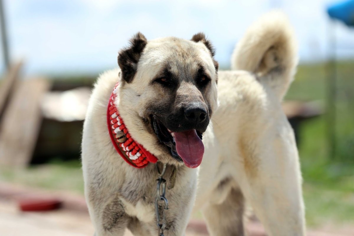 Сивас кангал