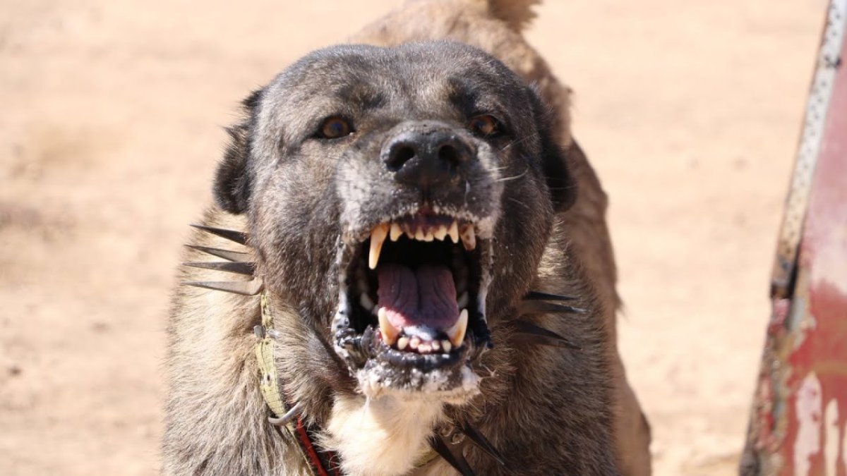 Конгал злой