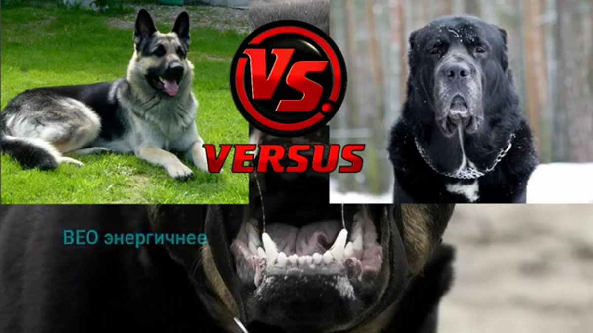 Восточноевропейская овчарка против волка