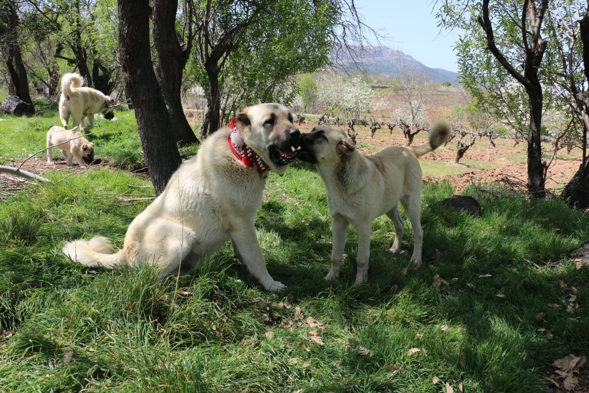Армянский алабай Гампр