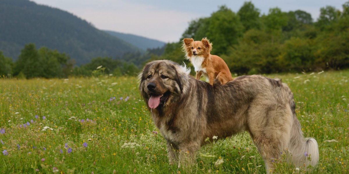 Чистокровный туркменский алабай