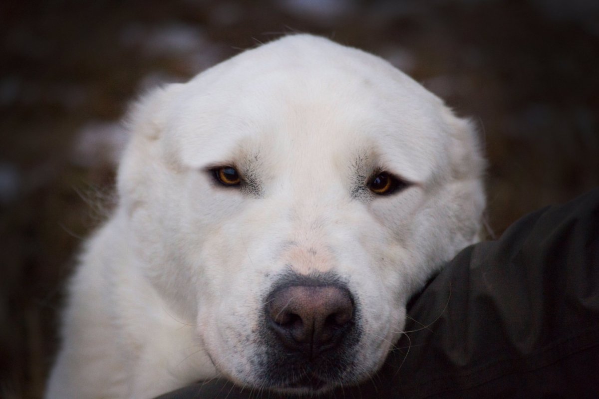 Алабай белый