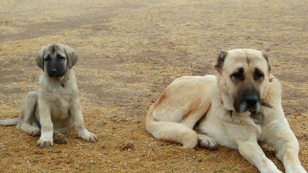 Кангал длинношерстный