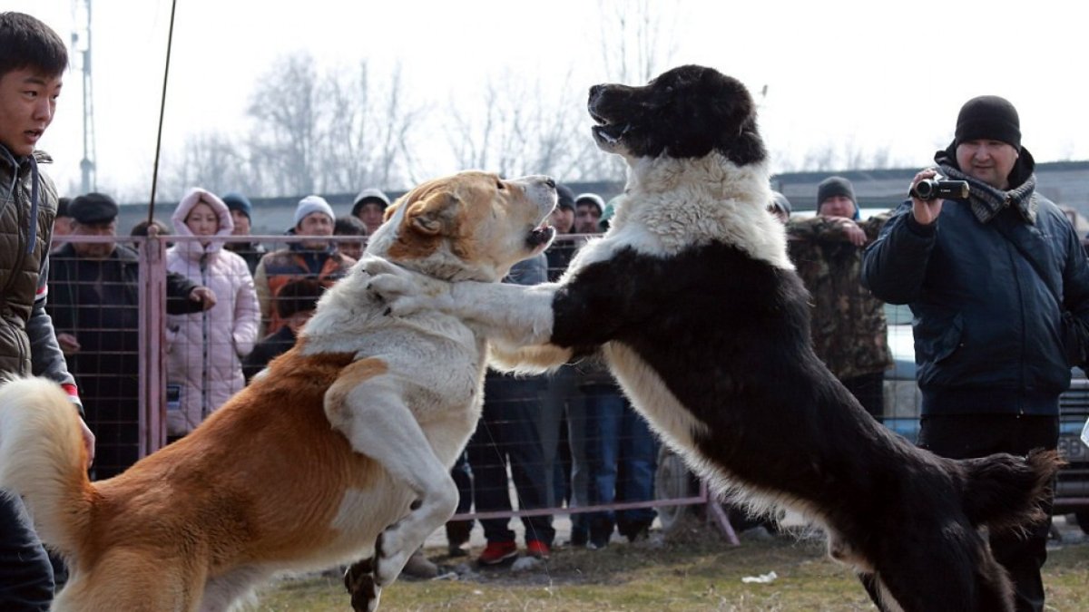 Турецкий кангал Малакли