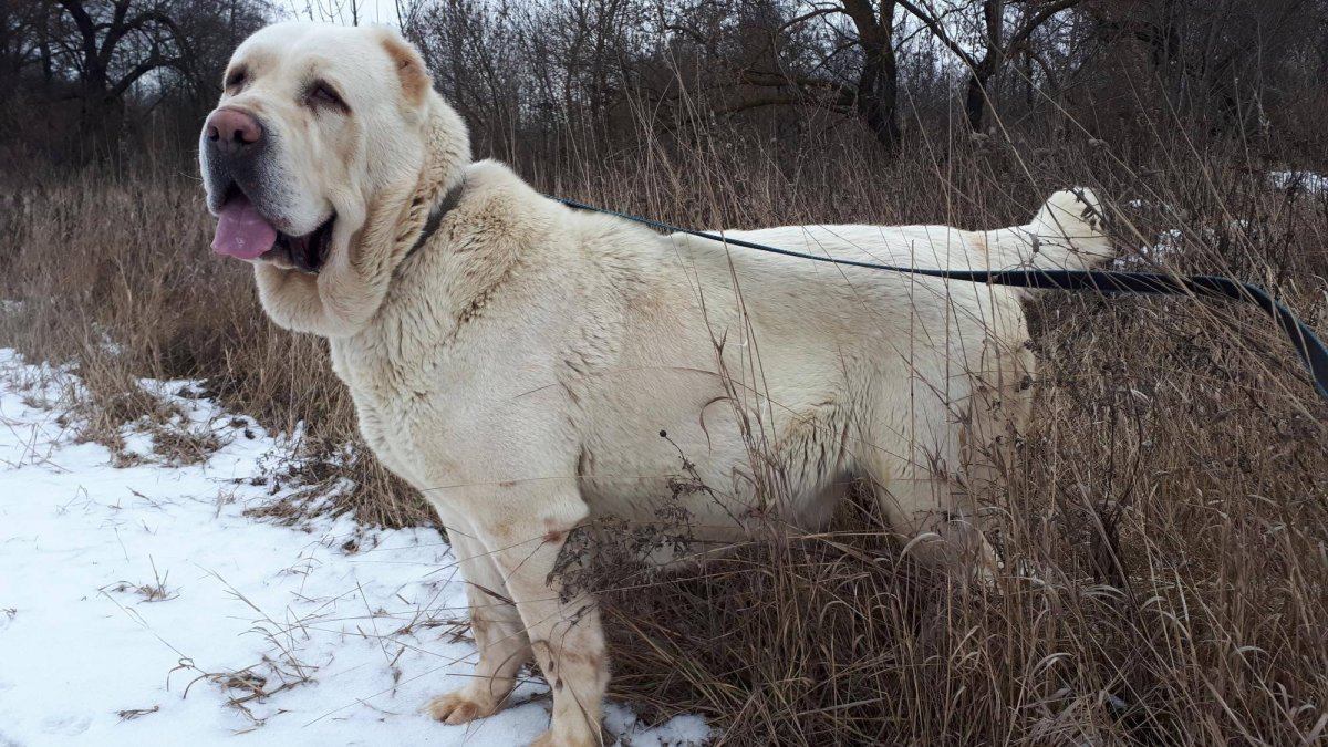 Туркменский алабай