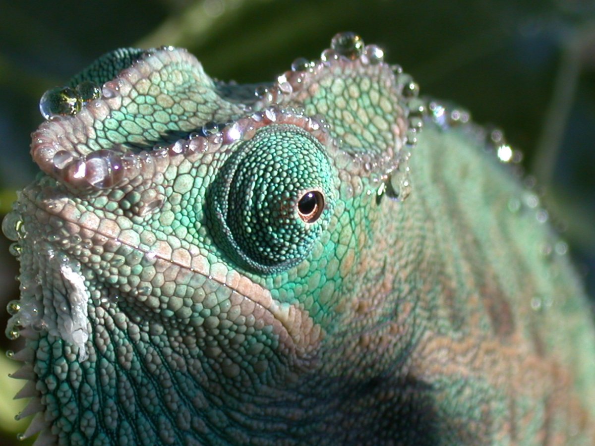 Гребешковый хамелеон