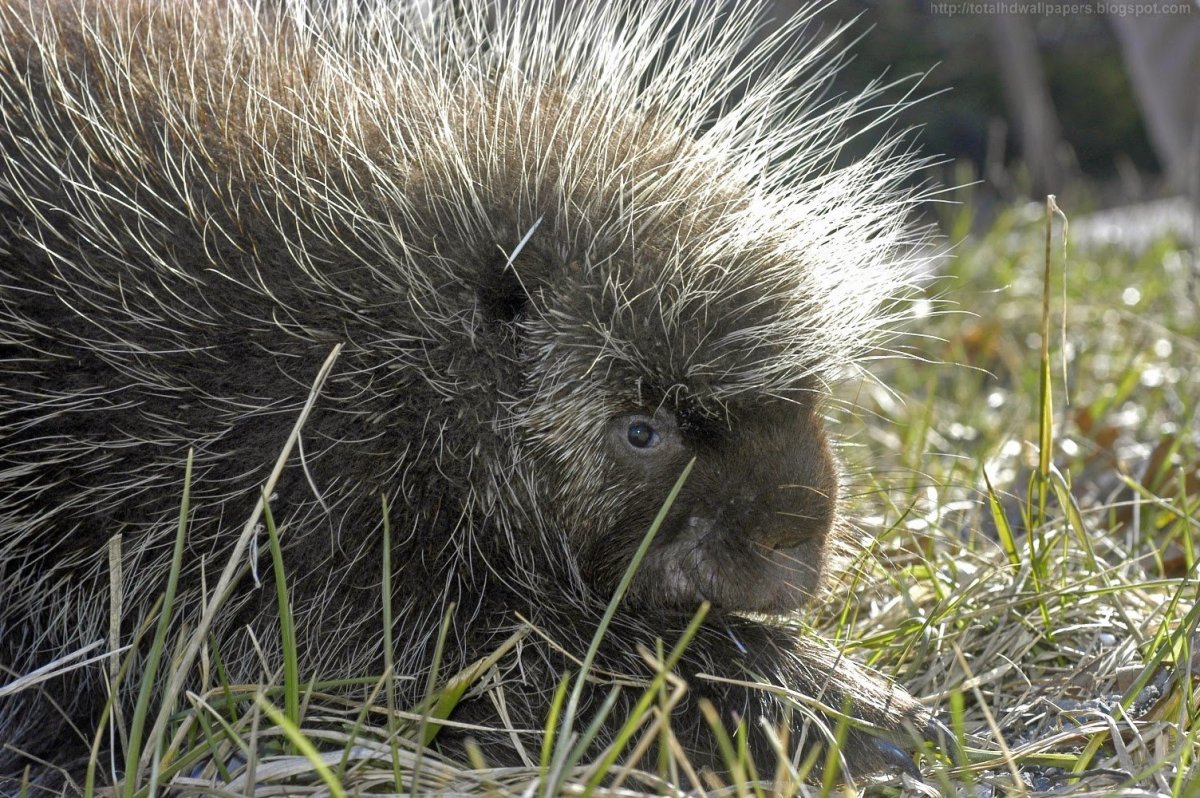 Глазки для ежика