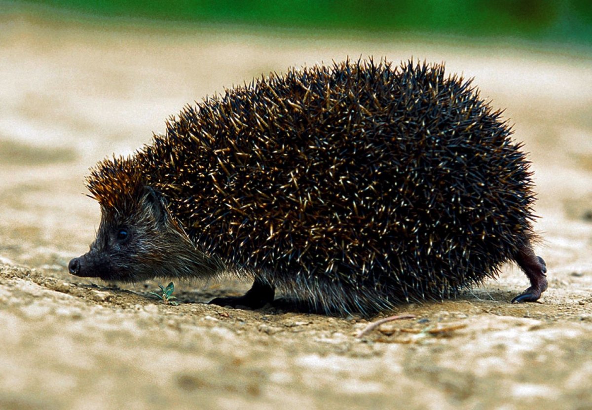 Дикобраз и еж