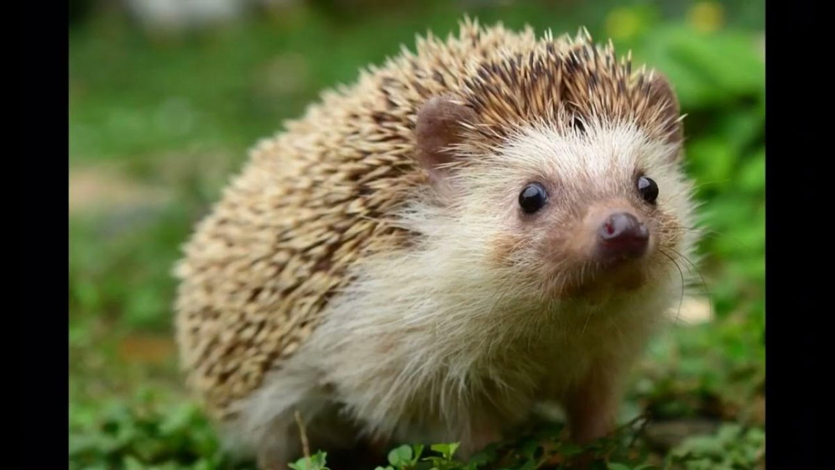 Еж обыкновенный мордочка