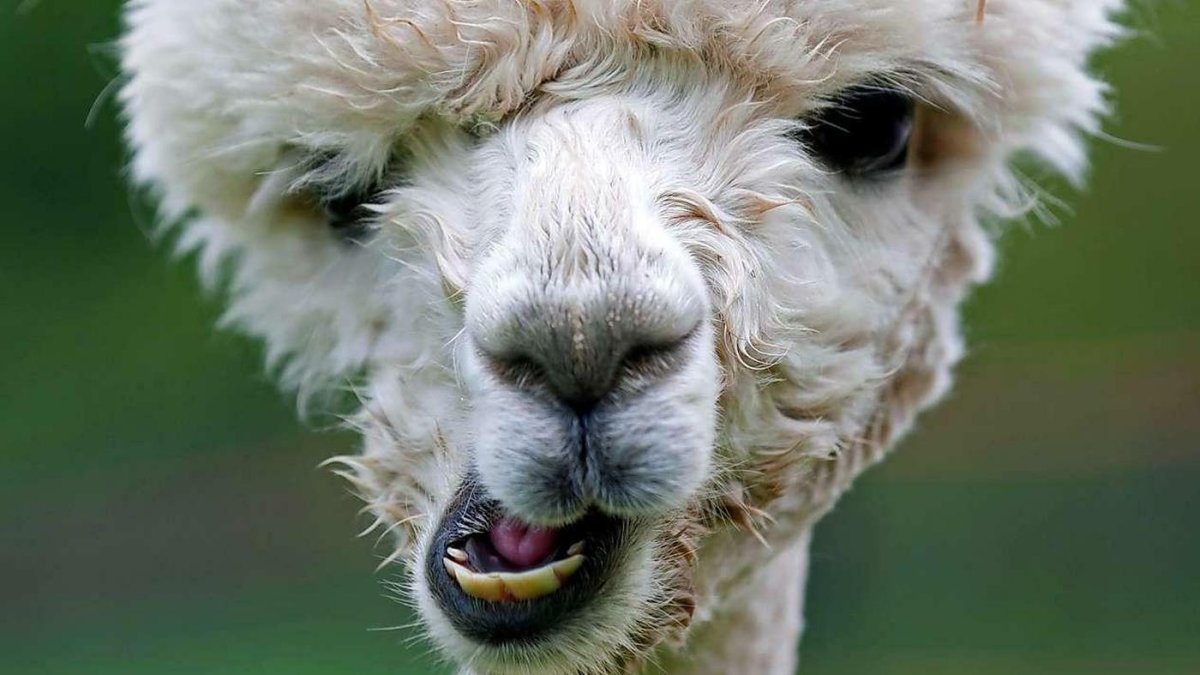 Злая альпака лама