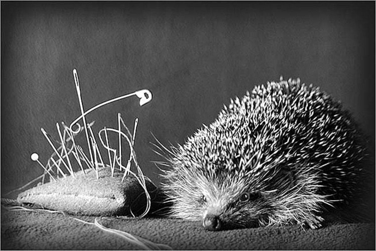 Отряд Насекомоядные еж обыкновенный