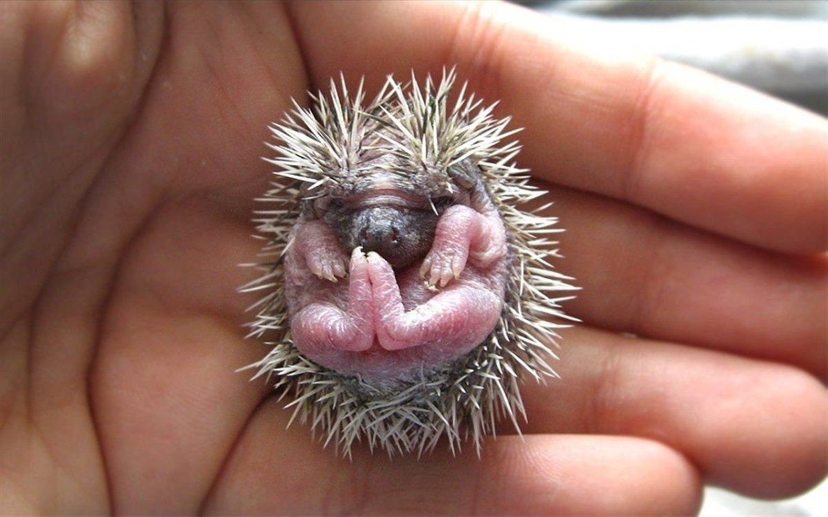 Ежик с длинными иголками
