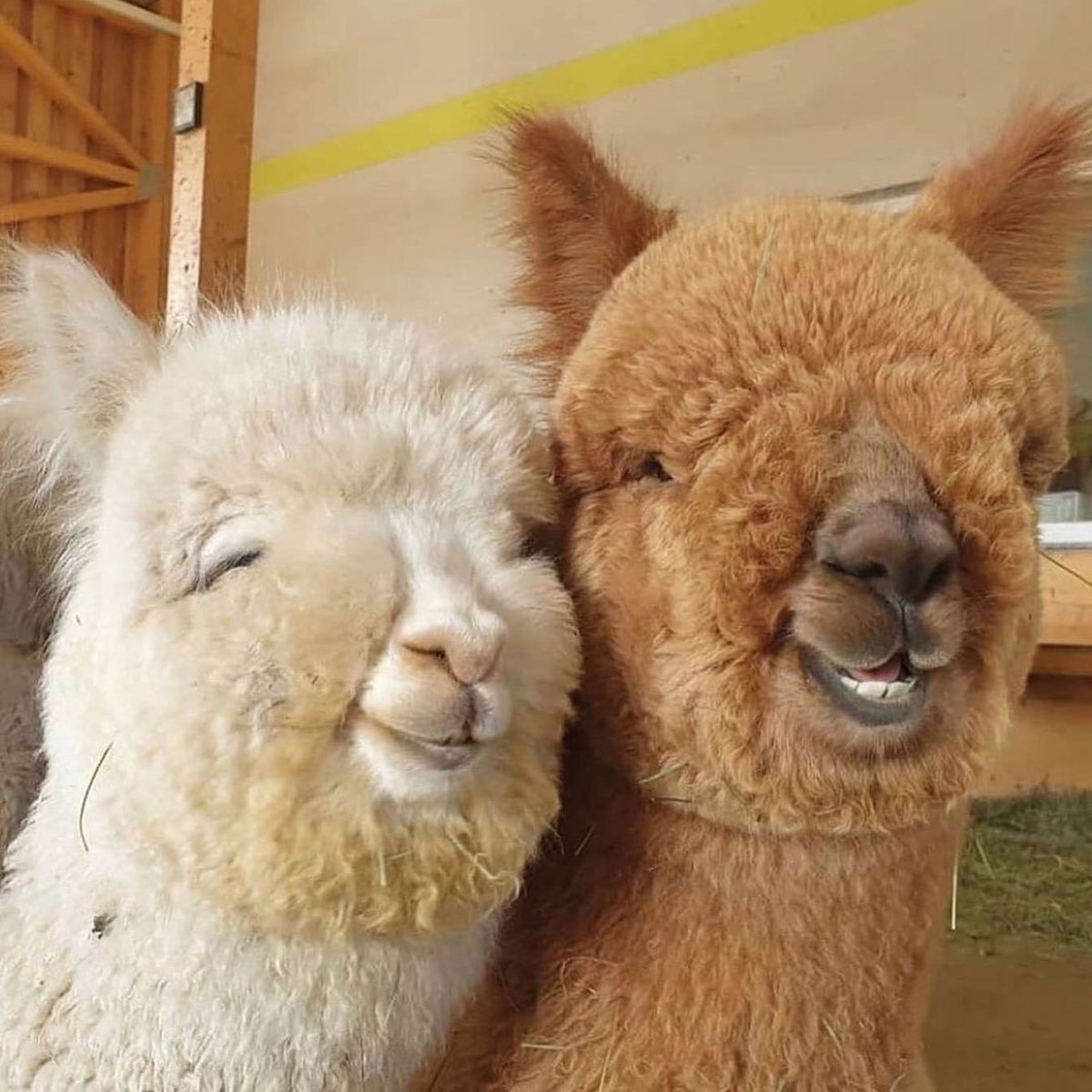 Альпака отличие от ламы