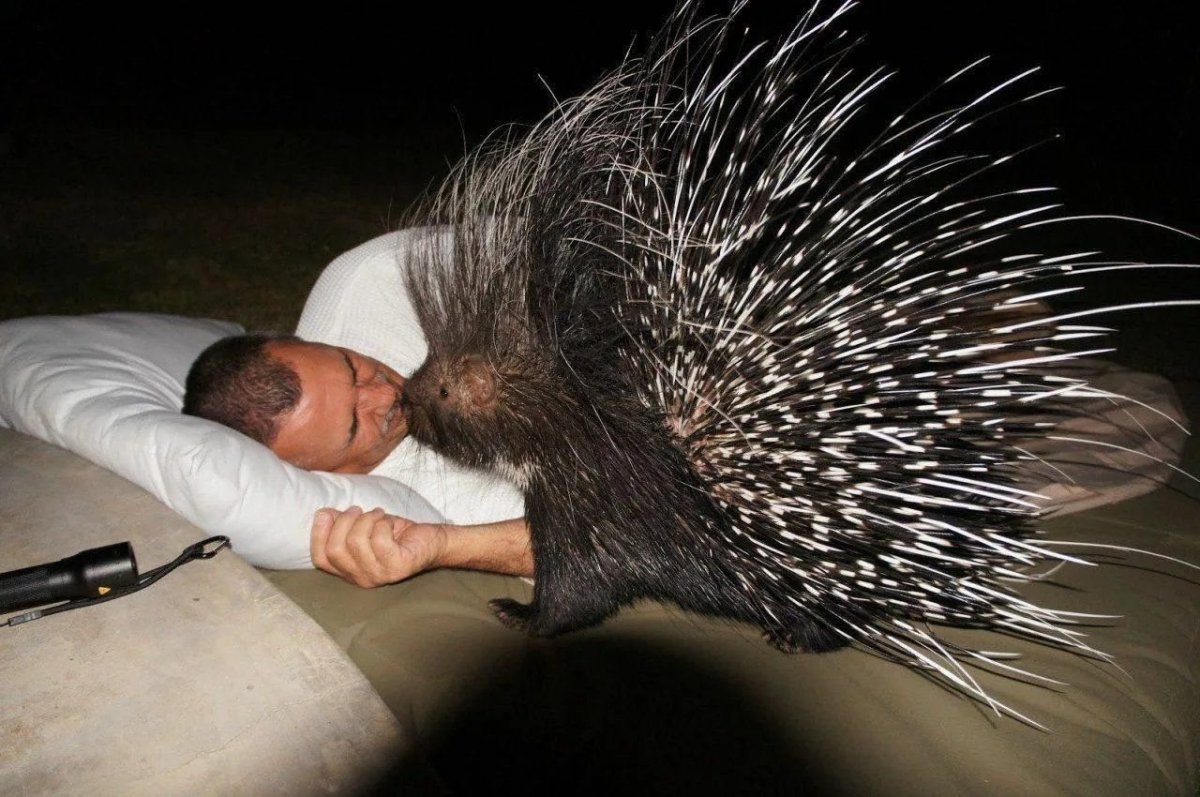 Еж ехидна Дикобраз