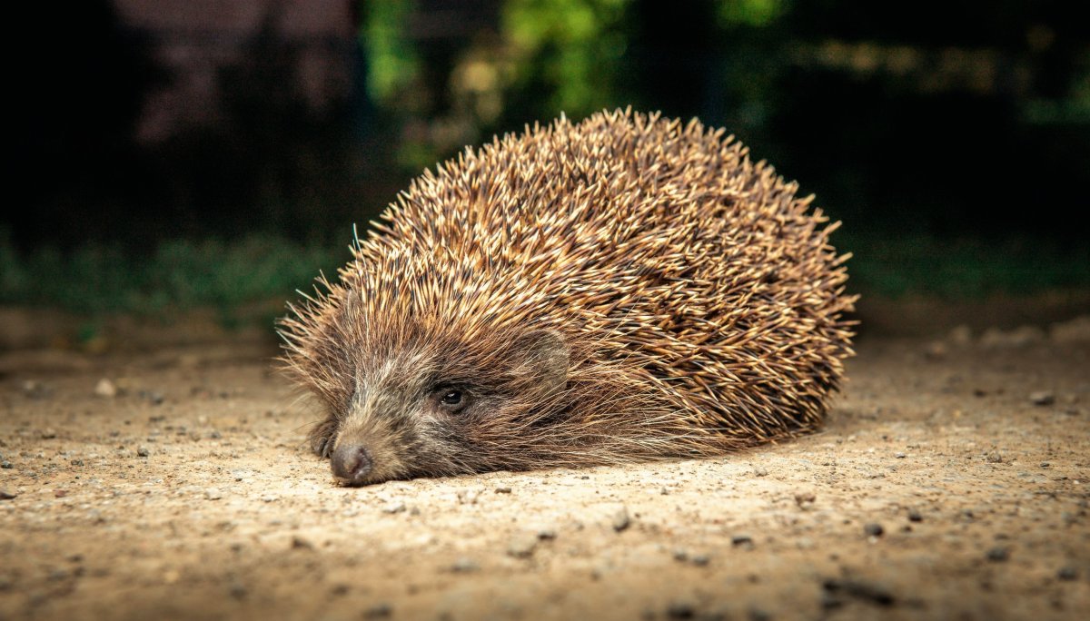 Еж белогрудый Псковской области