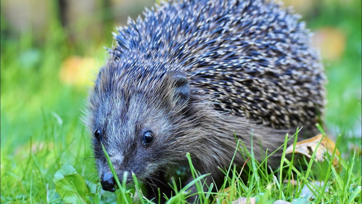 Испуганный Ежик