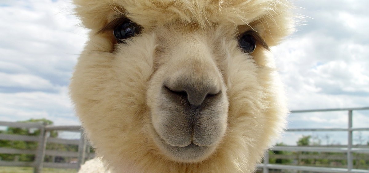 Красивые альпаки