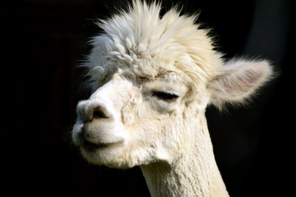 Альпака 4к
