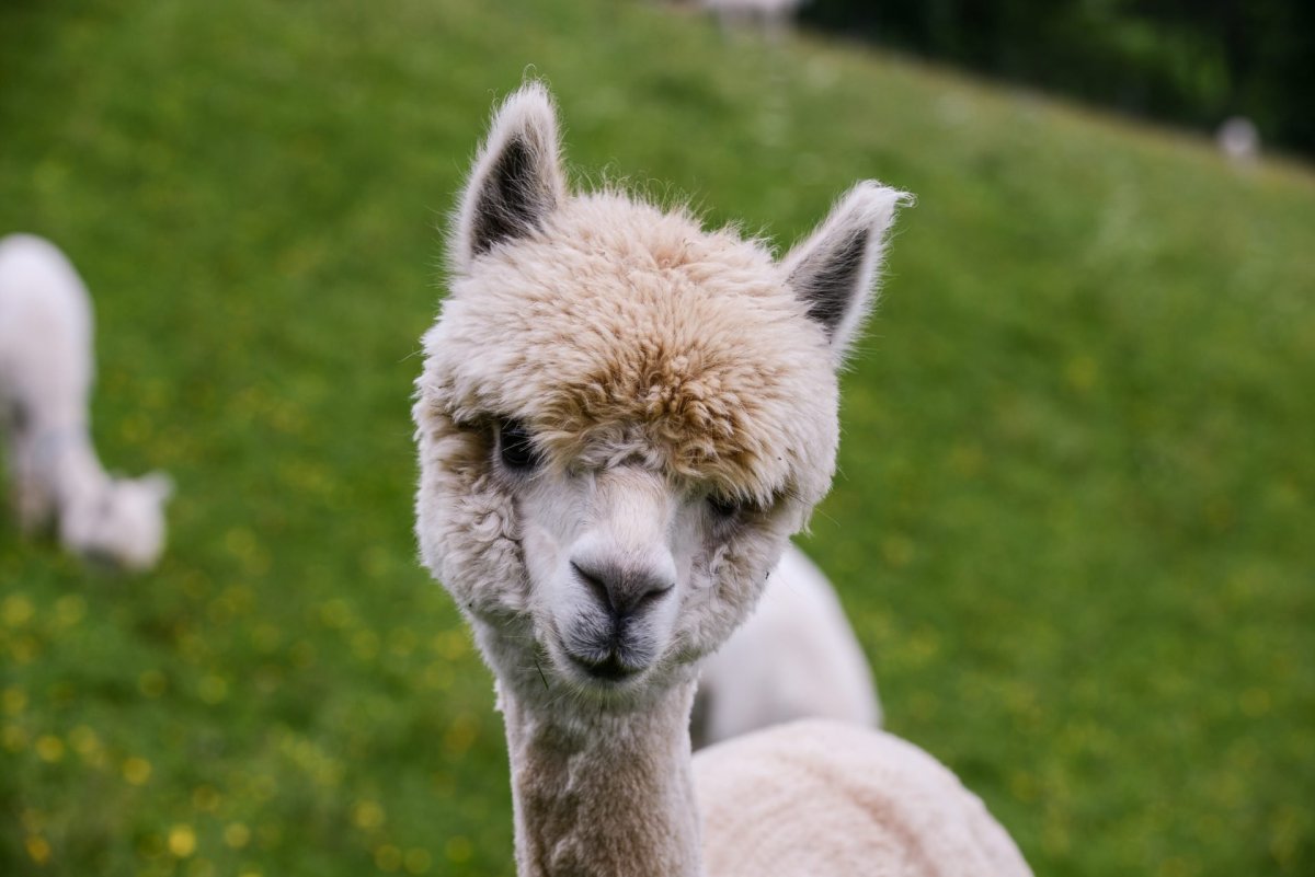 Альпака vicugna Pacos